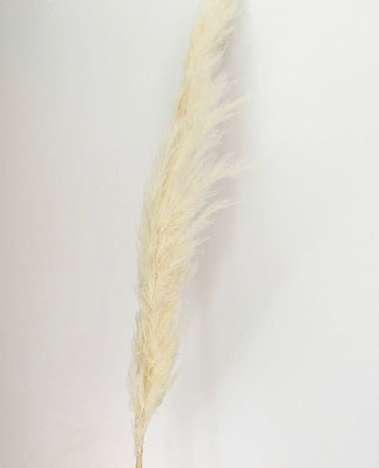 Natural Beige Dried Pampas